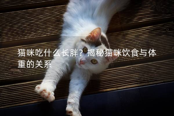 猫咪吃什么长胖？揭秘猫咪饮食与体重的关系