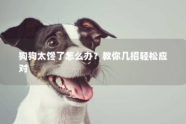 狗狗太馋了怎么办？教你几招轻松应对