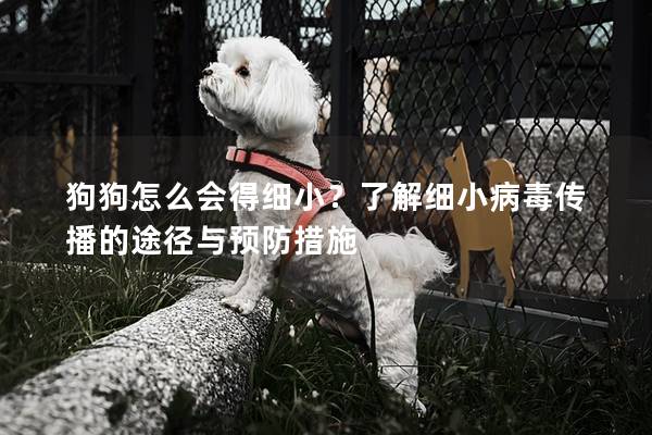 狗狗怎么会得细小？了解细小病毒传播的途径与预防措施