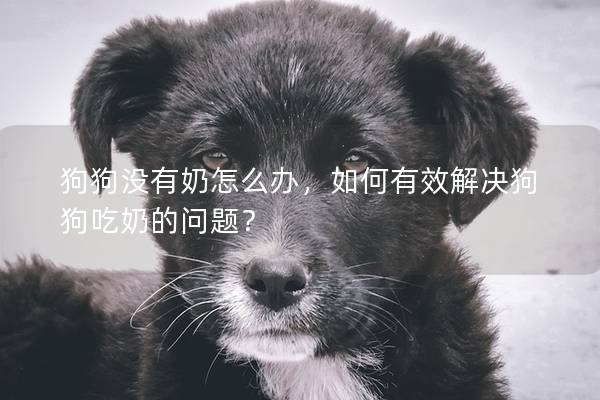 狗狗没有奶怎么办，如何有效解决狗狗吃奶的问题？