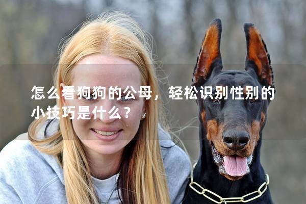 怎么看狗狗的公母,轻松识别性别的小技巧是什么? 怎么看狗狗的公母,轻松识别性别的小技巧是什么?