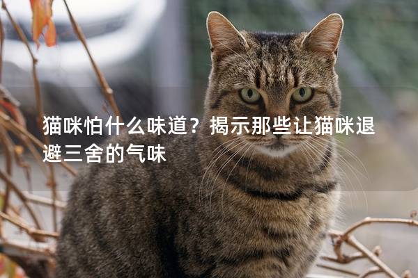 猫咪怕什么味道？揭示那些让猫咪退避三舍的气味