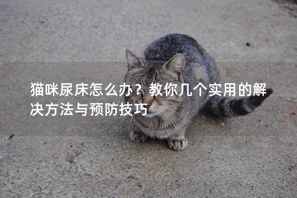 猫咪尿床怎么办？教你几个实用的解决方法与预防技巧