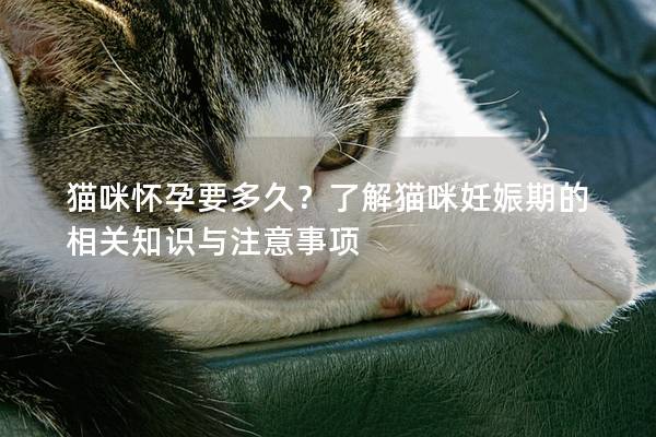 猫咪怀孕要多久？了解猫咪妊娠期的相关知识与注意事项