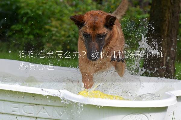 狗狗怕黑怎么办？教你几招缓解它的恐惧心理