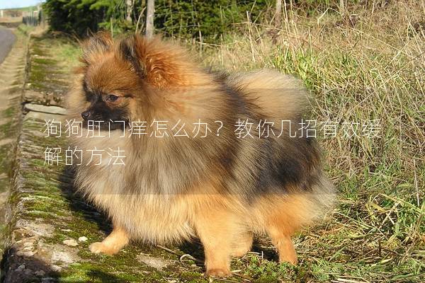 狗狗肛门痒怎么办？教你几招有效缓解的方法