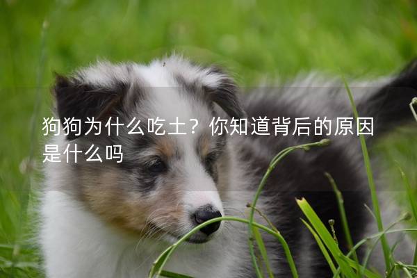 狗狗为什么吃土？你知道背后的原因是什么吗