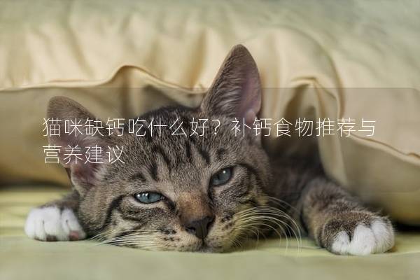 猫咪缺钙吃什么好？补钙食物推荐与营养建议