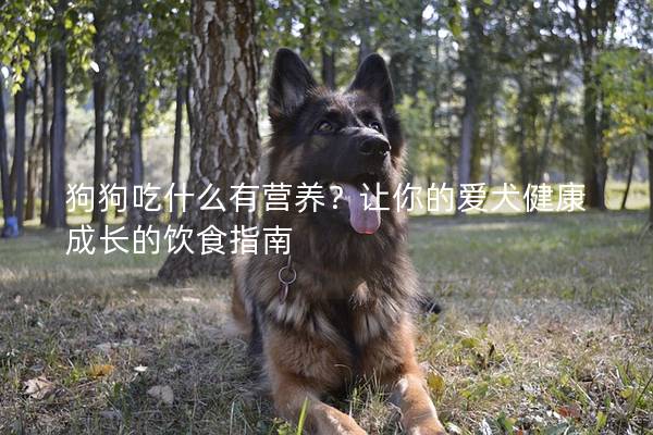 狗狗吃什么有营养？让你的爱犬健康成长的饮食指南