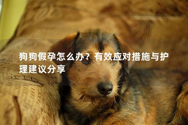 狗狗假孕怎么办？有效应对措施与护理建议分享