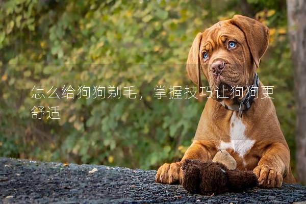 怎么给狗狗剃毛，掌握技巧让狗狗更舒适