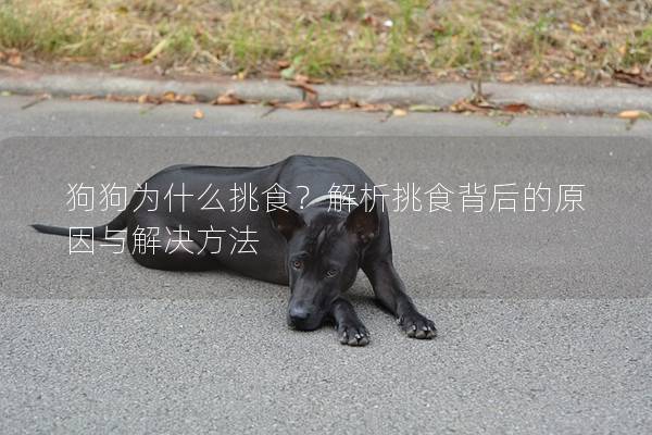 狗狗为什么挑食？解析挑食背后的原因与解决方法
