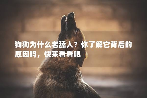 狗狗为什么老舔人？你了解它背后的原因吗，快来看看吧
