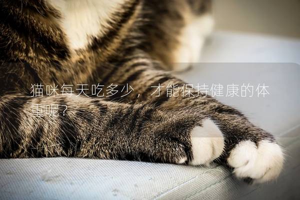 猫咪每天吃多少，才能保持健康的体重呢？