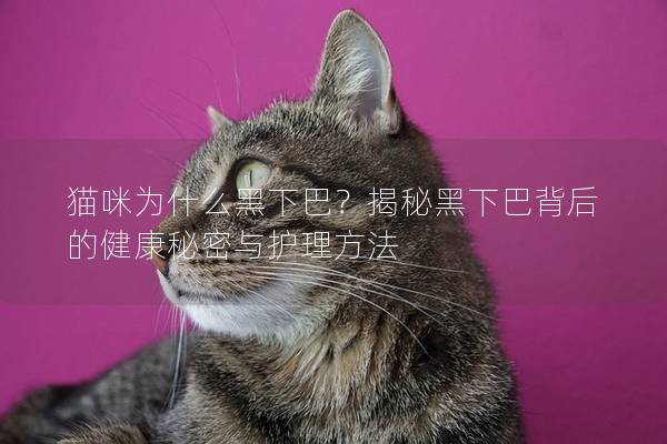 猫咪为什么黑下巴？揭秘黑下巴背后的健康秘密与护理方法