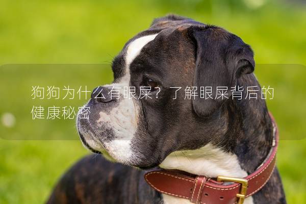 狗狗为什么有眼屎？了解眼屎背后的健康秘密