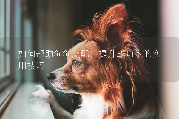 如何帮助狗狗交配，提升成功率的实用技巧