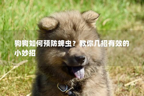 狗狗如何预防蜱虫？教你几招有效的小妙招