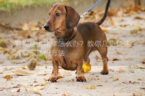 狗狗身上痒痒怎么办？教你几招快速缓解不适的方法