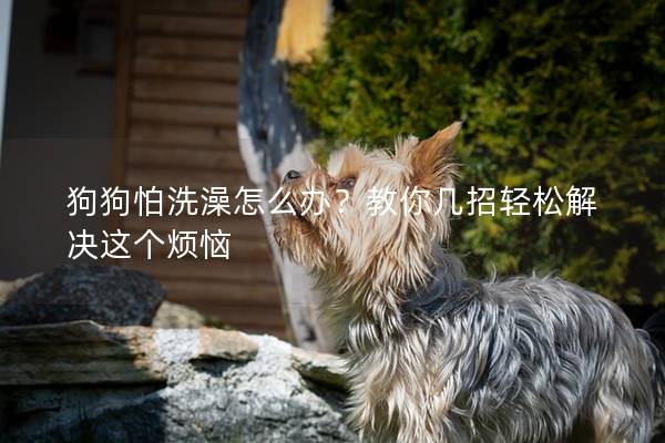 狗狗怕洗澡怎么办？教你几招轻松解决这个烦恼