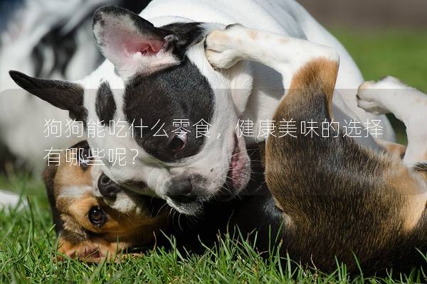 狗狗能吃什么零食，健康美味的选择有哪些呢？