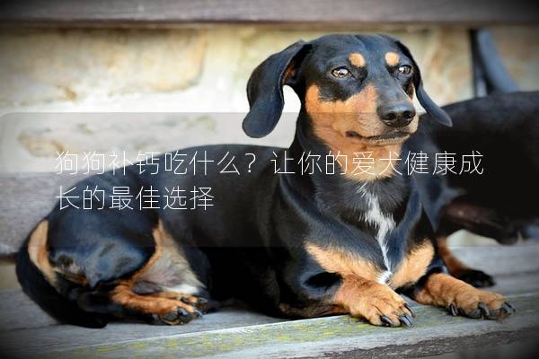 狗狗补钙吃什么？让你的爱犬健康成长的最佳选择