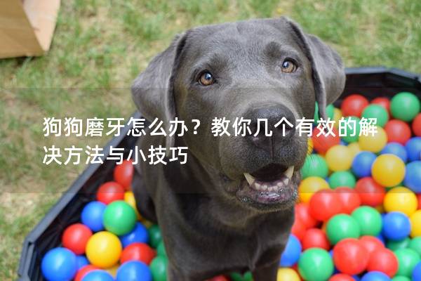 狗狗磨牙怎么办？教你几个有效的解决方法与小技巧