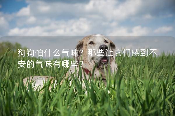 狗狗怕什么气味？那些让它们感到不安的气味有哪些？