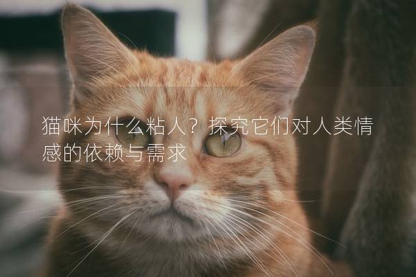 猫咪为什么粘人？探究它们对人类情感的依赖与需求