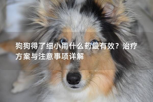 狗狗得了细小用什么药最有效？治疗方案与注意事项详解