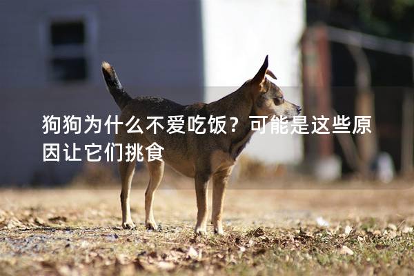 狗狗为什么不爱吃饭？可能是这些原因让它们挑食