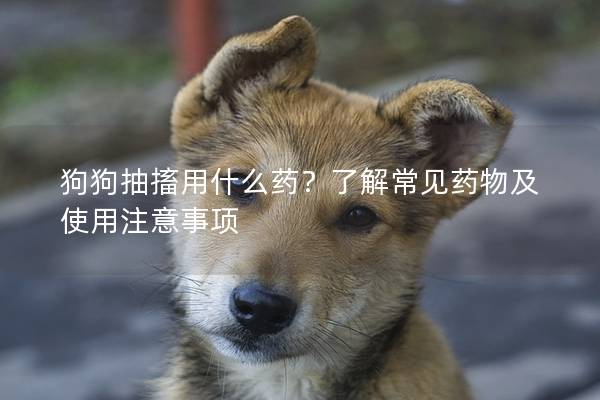 狗狗抽搐用什么药？了解常见药物及使用注意事项
