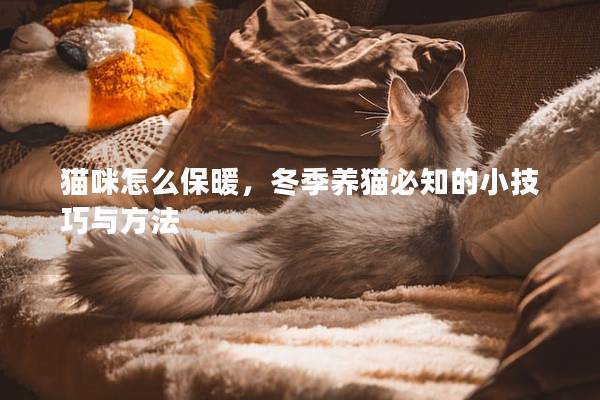 猫咪怎么保暖，冬季养猫必知的小技巧与方法