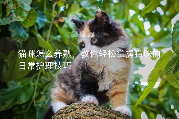 猫咪怎么养熟，教你轻松掌握猫咪的日常护理技巧