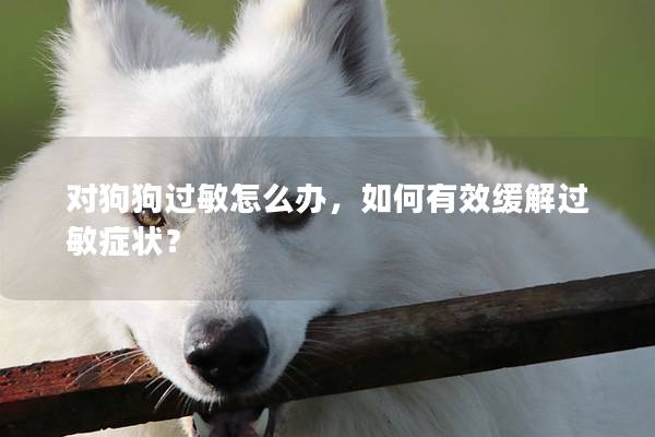 对狗狗过敏怎么办，如何有效缓解过敏症状？