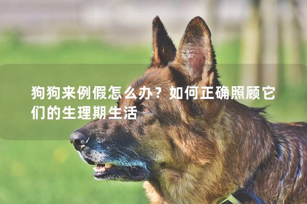 狗狗来例假怎么办？如何正确照顾它们的生理期生活