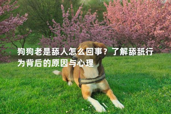狗狗老是舔人怎么回事？了解舔舐行为背后的原因与心理