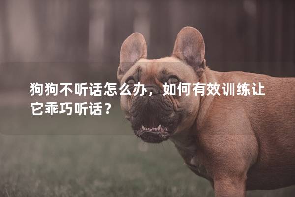 狗狗不听话怎么办，如何有效训练让它乖巧听话？
