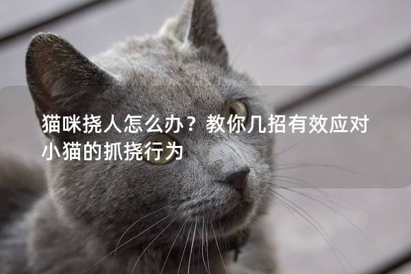 猫咪挠人怎么办？教你几招有效应对小猫的抓挠行为