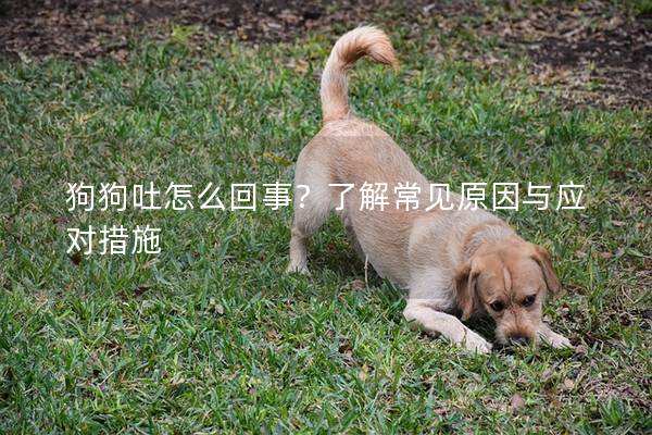 狗狗吐怎么回事？了解常见原因与应对措施