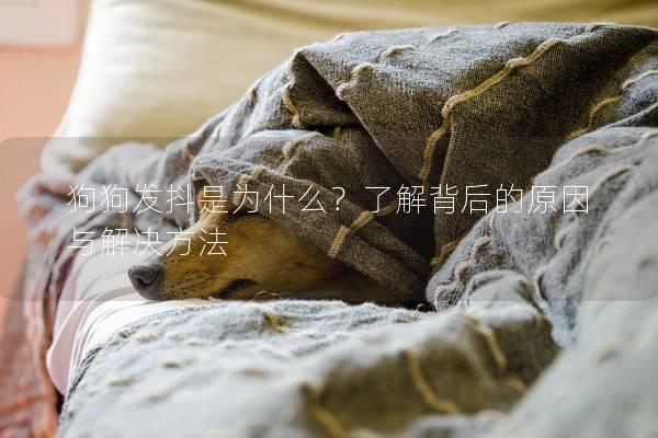 狗狗发抖是为什么？了解背后的原因与解决方法