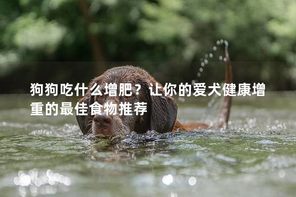 狗狗吃什么增肥？让你的爱犬健康增重的最佳食物推荐