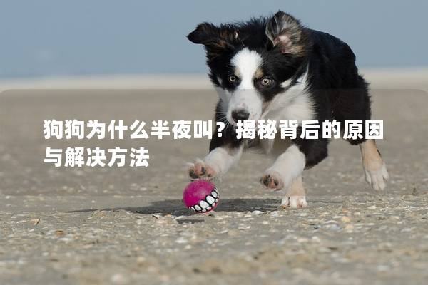 狗狗为什么半夜叫?揭秘背后的原因与解决方法 狗狗为什么半夜叫?揭秘背后的原因与解决方法