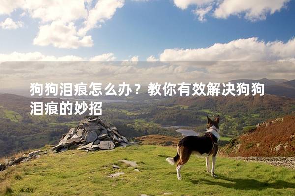 狗狗泪痕怎么办？教你有效解决狗狗泪痕的妙招