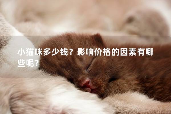 小猫咪多少钱？影响价格的因素有哪些呢？