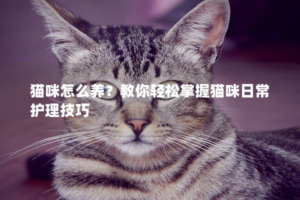 猫咪怎么养？教你轻松掌握猫咪日常护理技巧