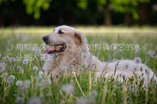 狗狗多久喝一次水，如何确保它的水分摄入充足？