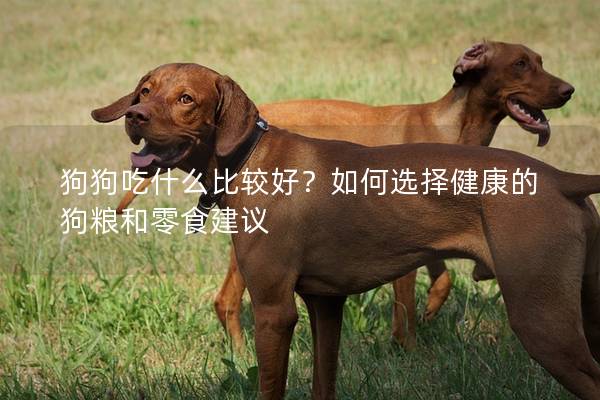 狗狗吃什么比较好？如何选择健康的狗粮和零食建议