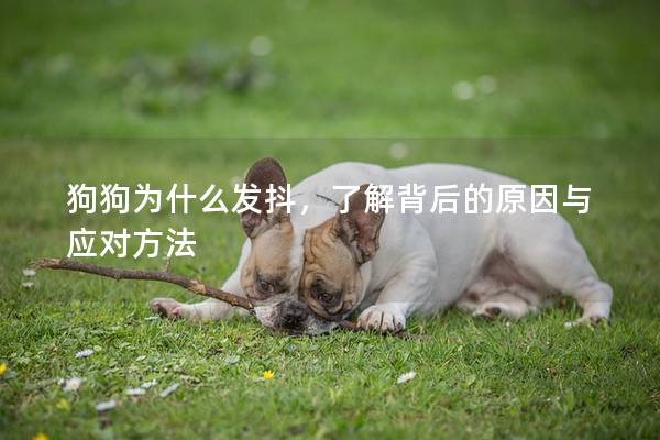 狗狗为什么发抖，了解背后的原因与应对方法
