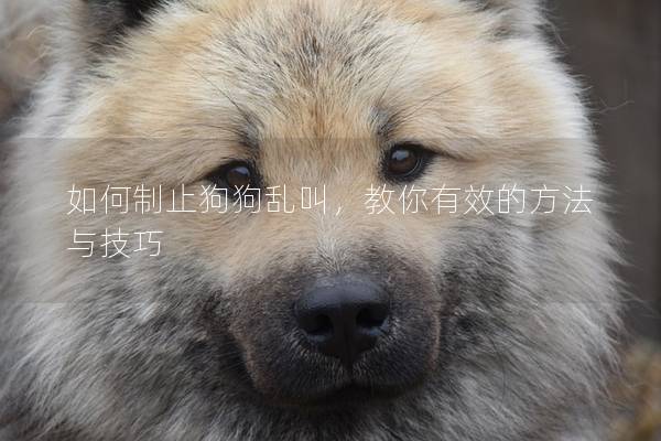 如何制止狗狗乱叫，教你有效的方法与技巧